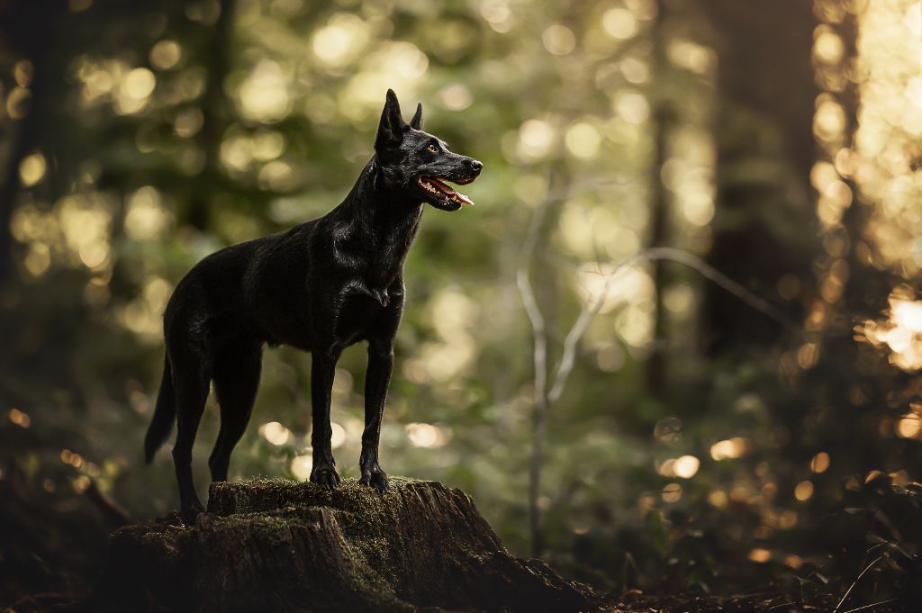 CH. Rozenn Des Diablotins De Jais